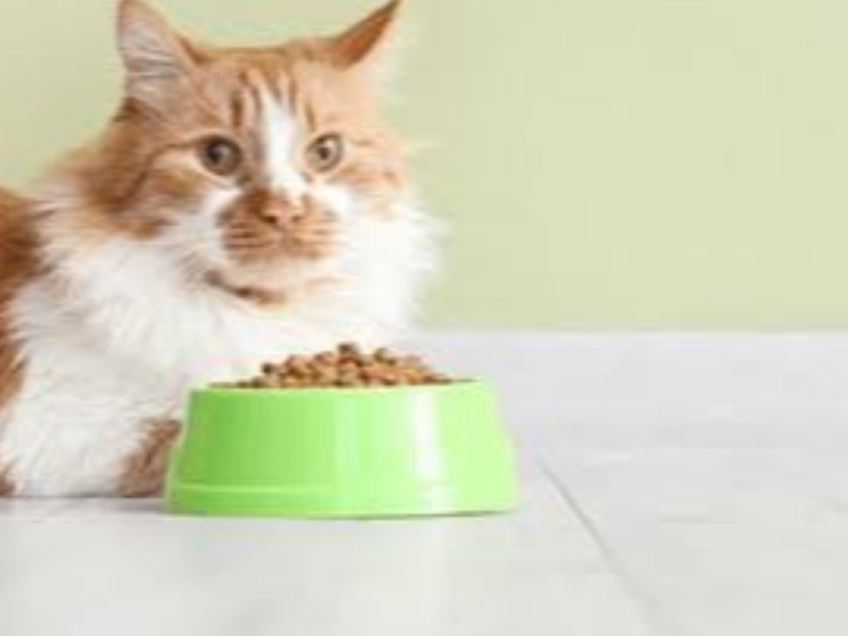 FOOD BOWL - PLASTIC