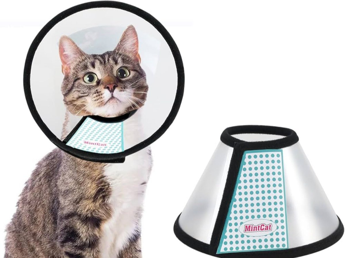 NECK CONE COLLAR - TRANSPARENT